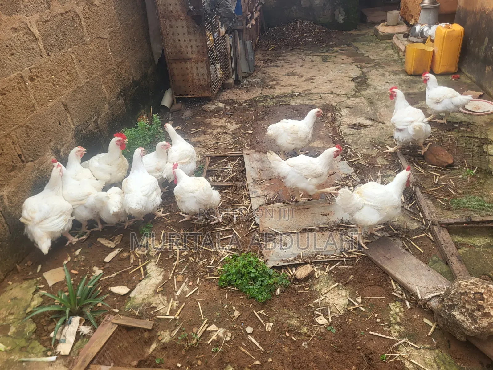 Well Matured Broiler Chicken