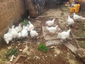 Well Matured Broiler Chicken