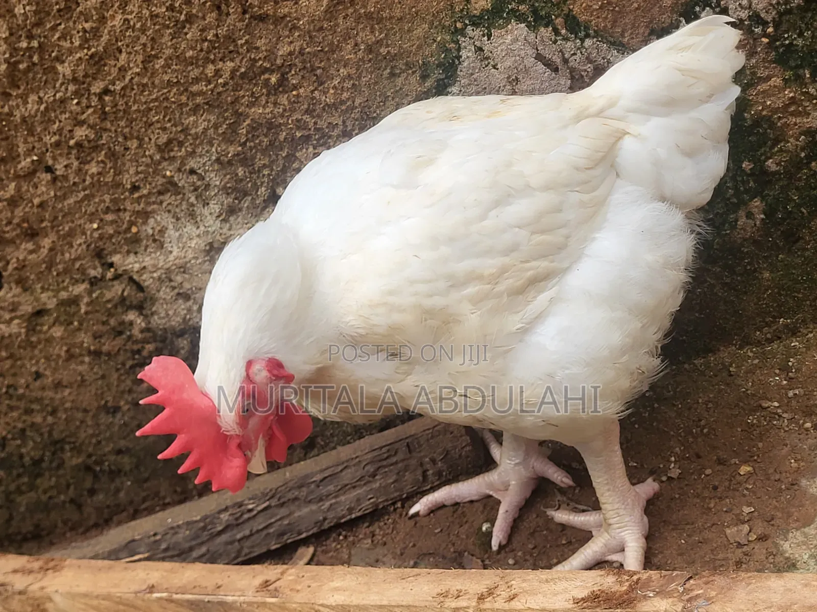 Well Matured Broiler Chicken