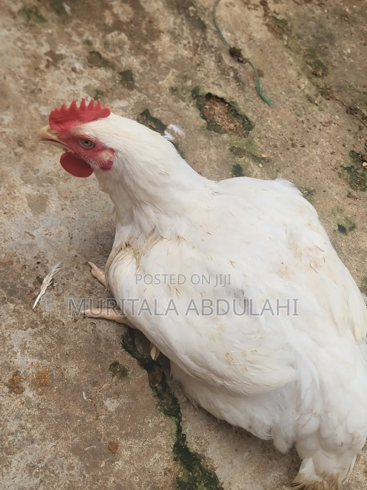 Well Matured Broiler Chicken