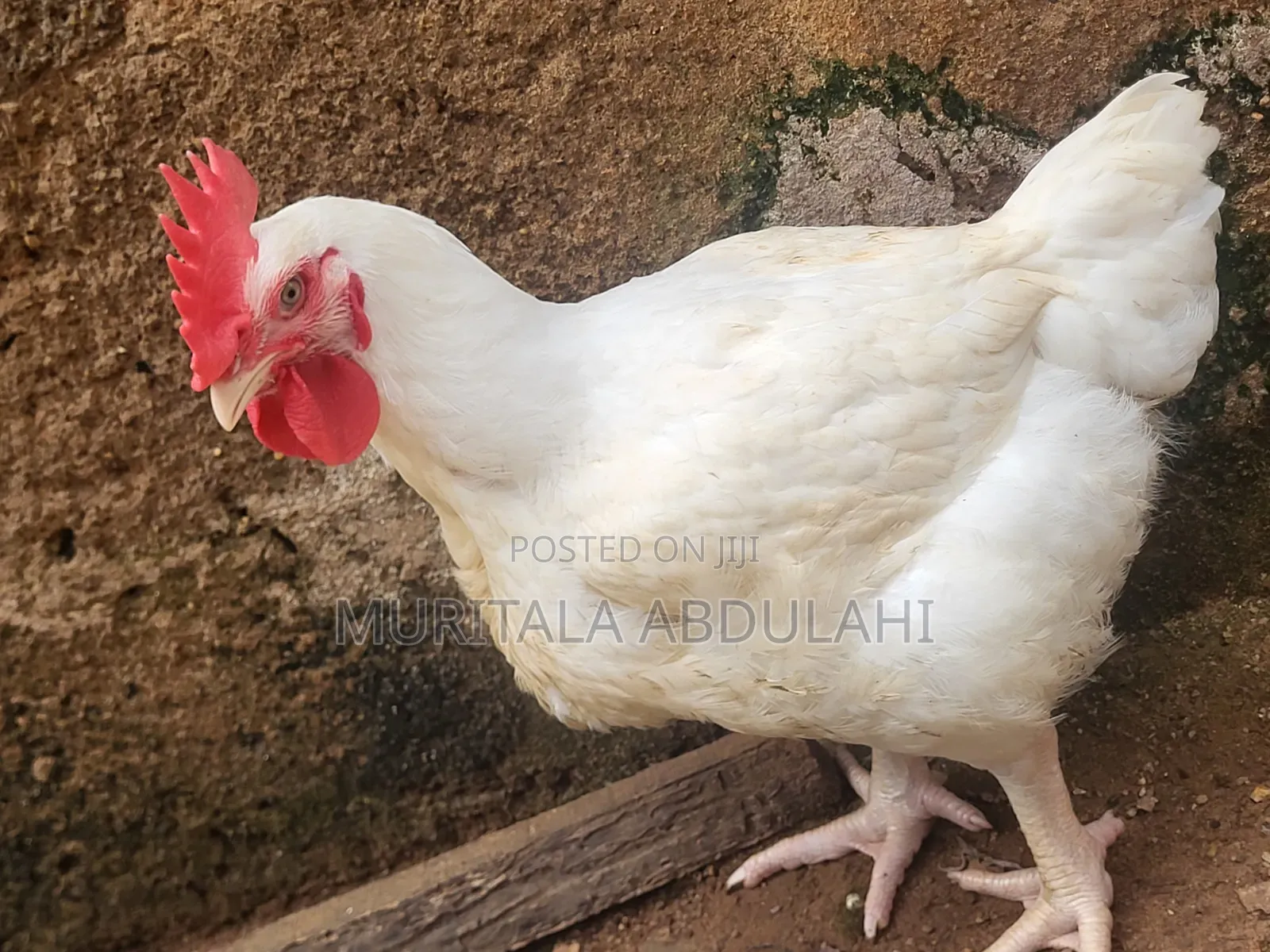 Well Matured Broiler Chicken