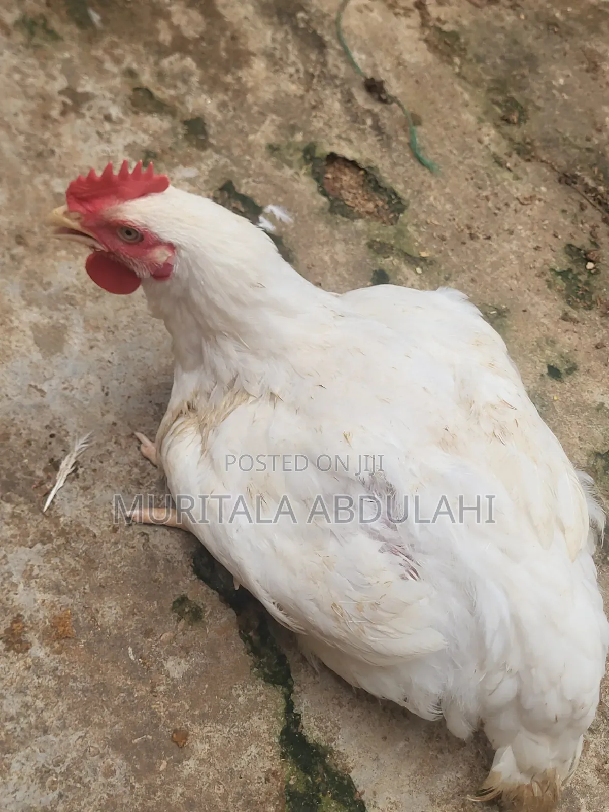 Well Matured Broiler Chicken