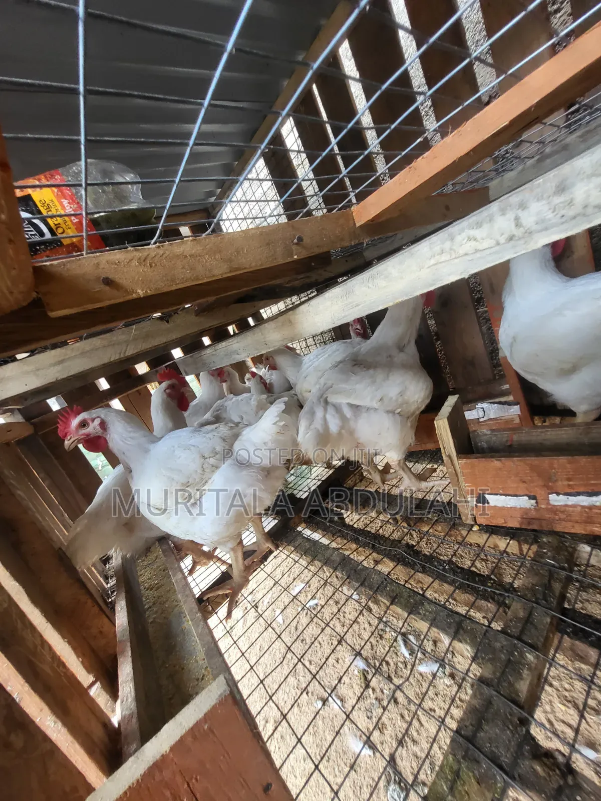 Well Matured Broiler Chicken