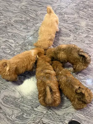 1-3 months Female Purebred Lhasa Apso