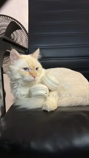 1+ year Male Mixed Breed Persian