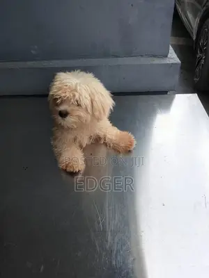 1-3 months Male Purebred Lhasa Apso
