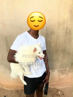 1+ year Male Purebred American Eskimo