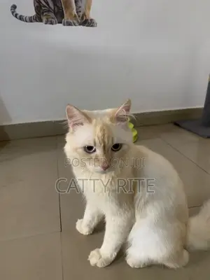 1+ year Male Purebred Persian