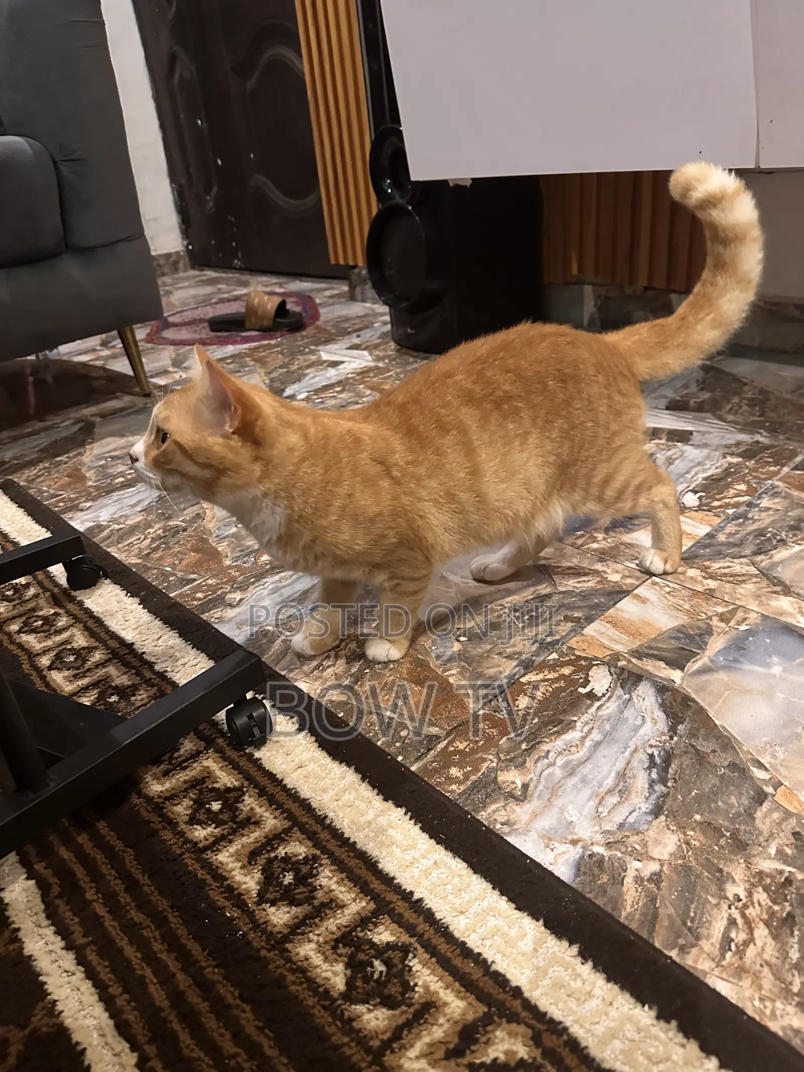 1+ year Male Purebred Persian