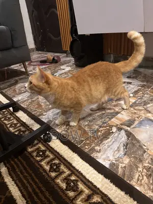 1+ year Male Purebred Persian