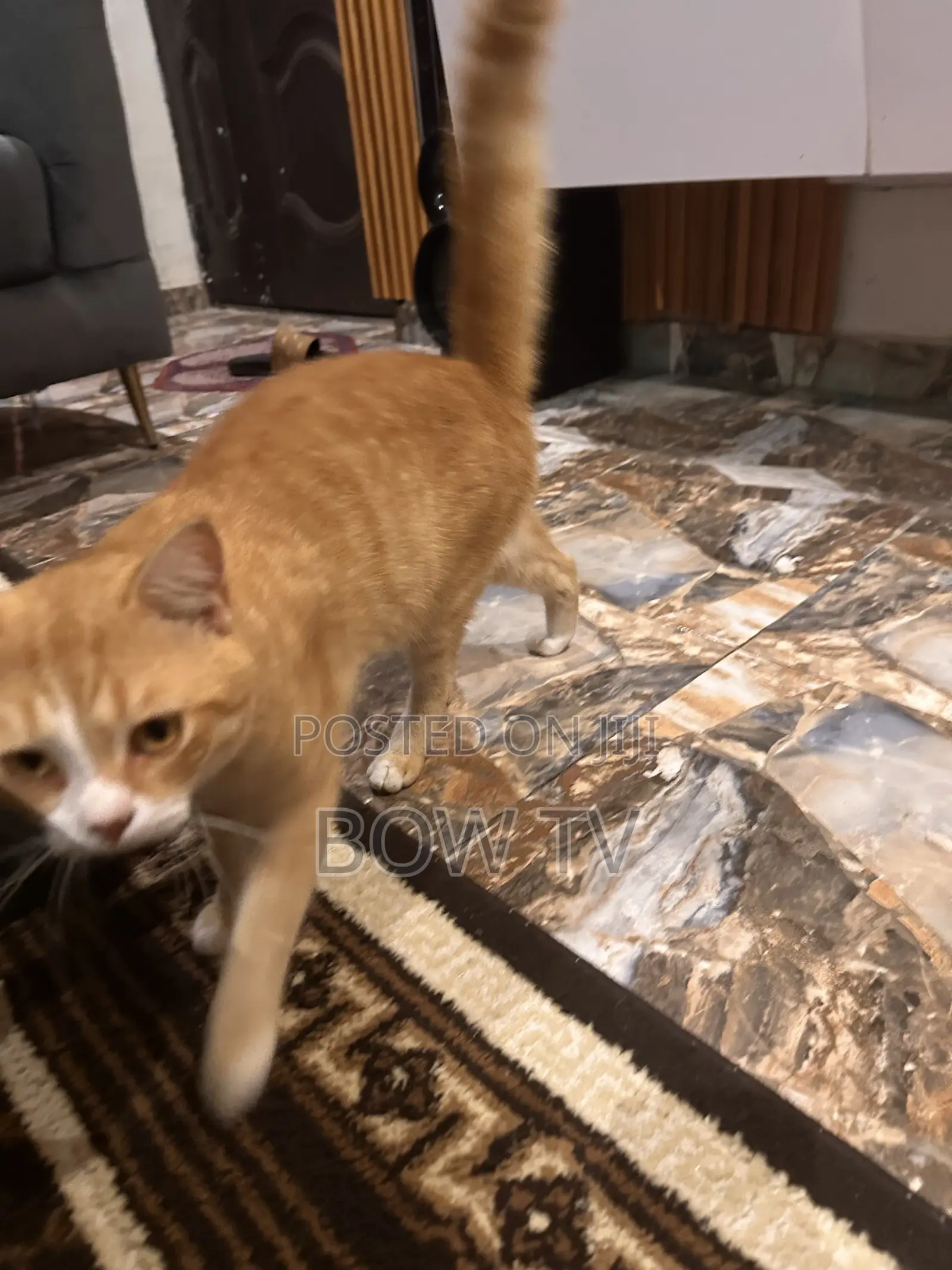 1+ year Male Purebred Persian