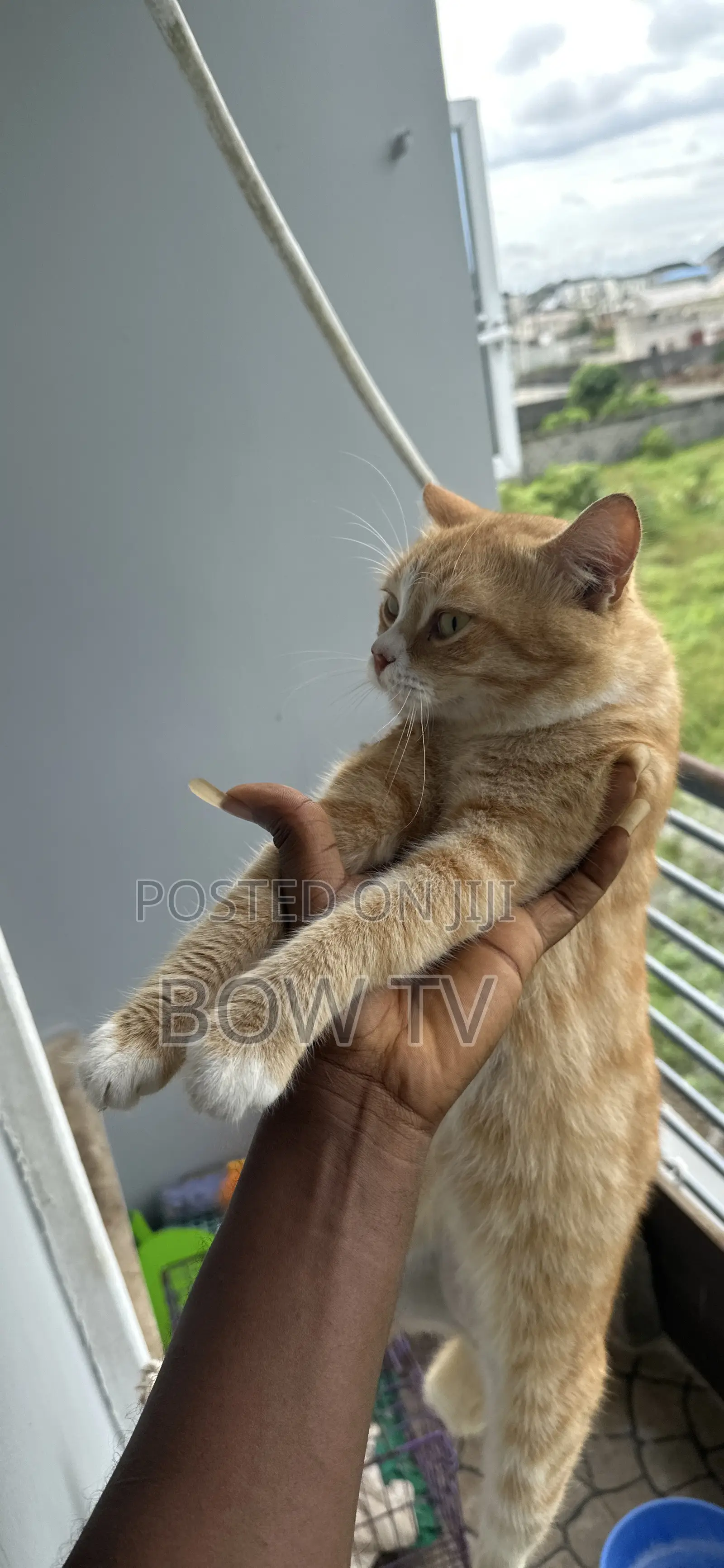 1+ year Male Purebred Persian