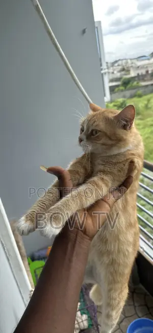 1+ year Male Purebred Persian