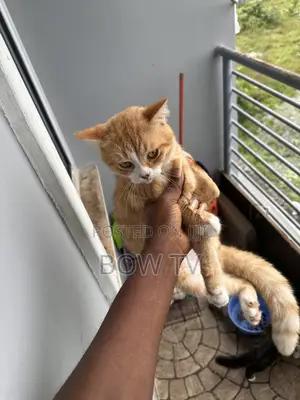 1+ year Male Purebred Persian