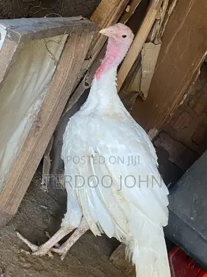 Foreign Turkey for Sale
