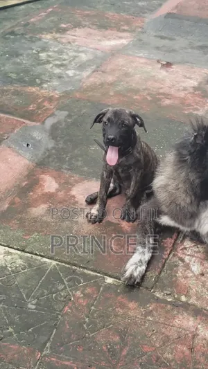1-3 months Male Purebred Boerboel