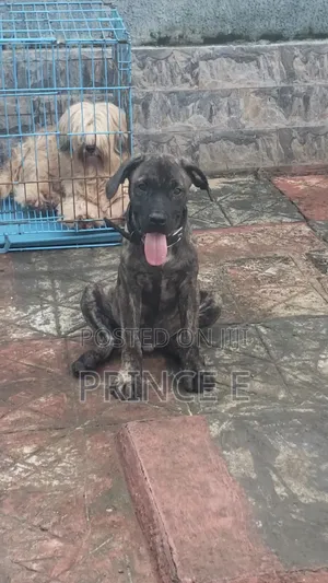 1-3 months Male Purebred Boerboel