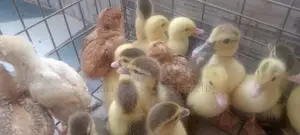 Native Bred 2 Weeks Old Ducklings for Sale
