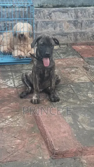 1-3 months Male Purebred Boerboel