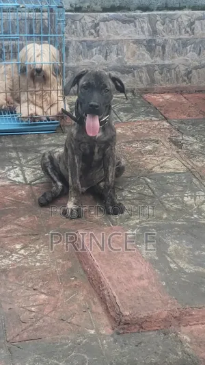 1-3 months Male Purebred Boerboel