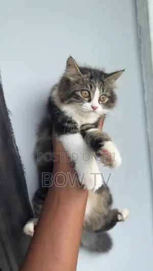 1-3 months Male Purebred Persian