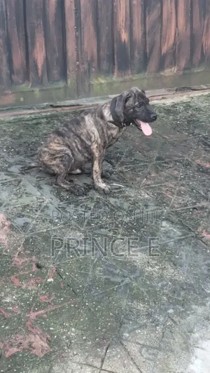 1-3 months Female Purebred Boerboel