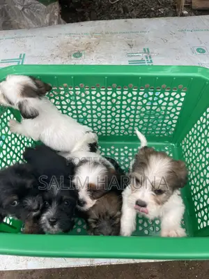 1-3 months Female Purebred Lhasa Apso