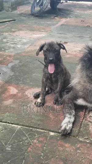 1-3 months Male Purebred Boerboel
