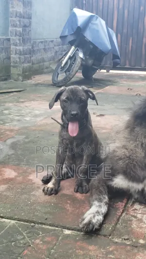 1-3 months Male Purebred Boerboel