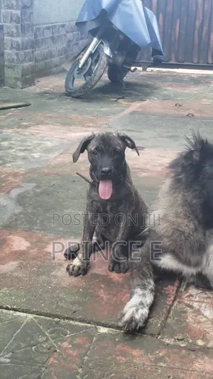 1-3 months Female Purebred Boerboel