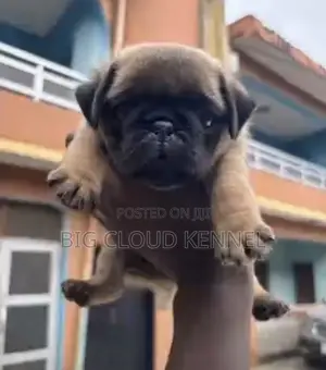 1-3 months Male Purebred Pug