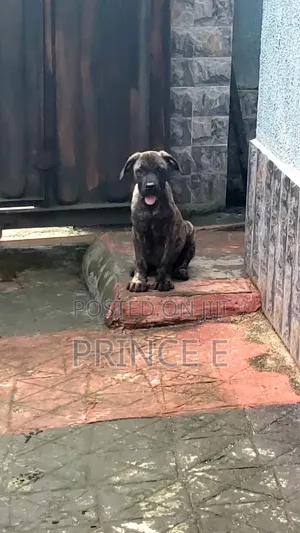 1-3 months Male Purebred Boerboel