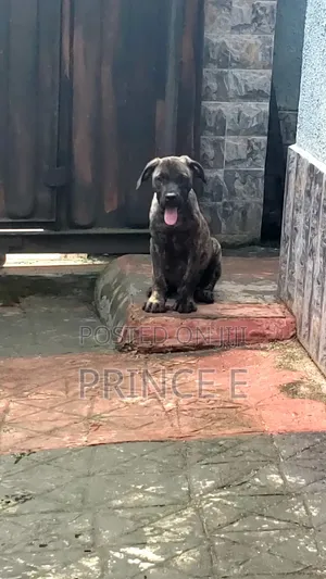 1-3 months Male Purebred Boerboel