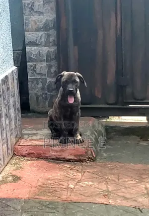 1-3 months Male Purebred Boerboel