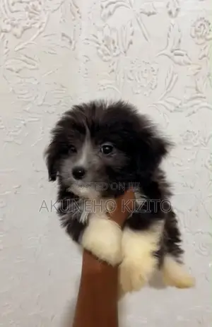 1-3 months Male Purebred Lhasa Apso