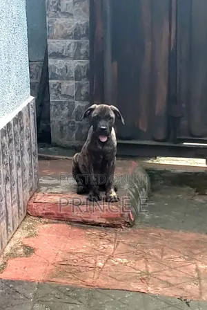 1-3 months Male Purebred Boerboel
