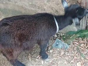 She/He Goats