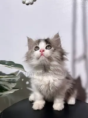 3-6 months Female Purebred Persian