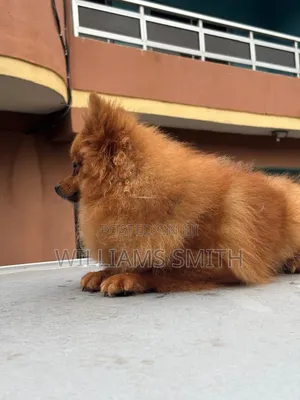 6-12 months Male Purebred Pomeranian