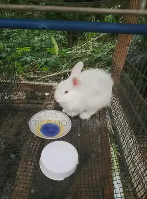 Quality Breeds of Rabbits