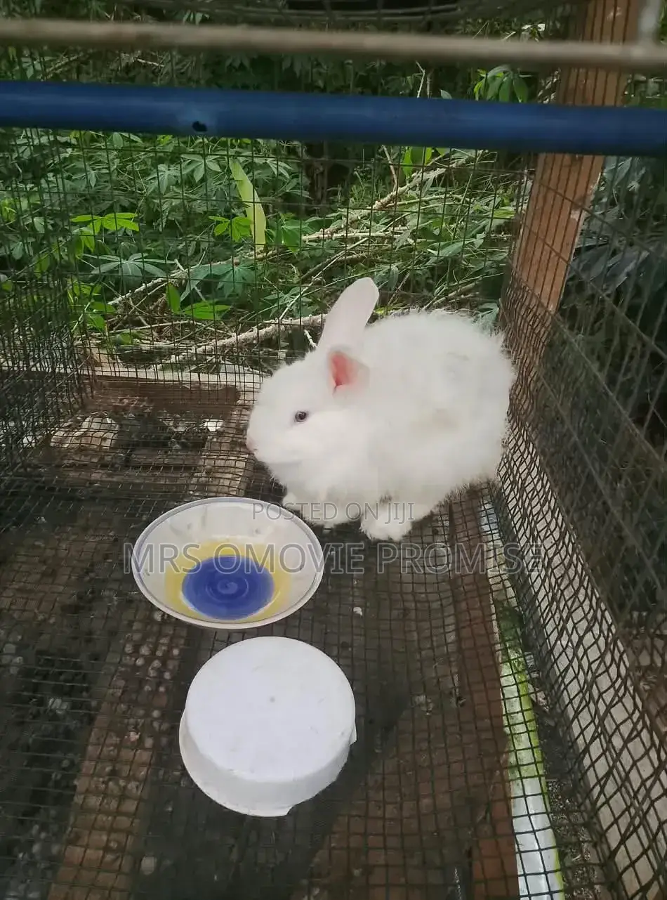 Quality Breeds of Rabbits