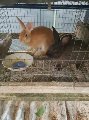 Quality Breeds of Rabbits