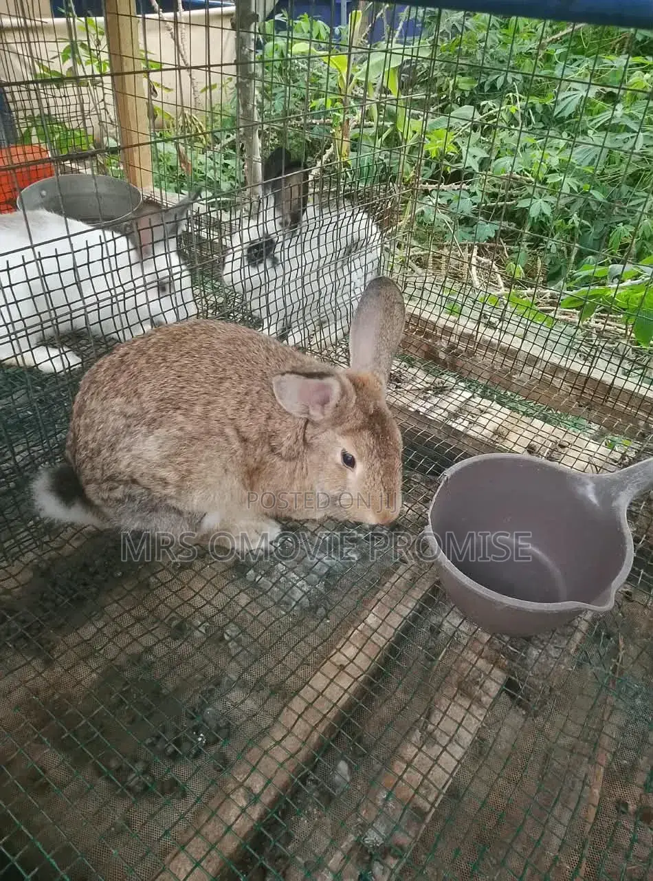 Quality Breeds of Rabbits