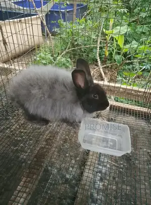 Quality Breeds of Rabbits
