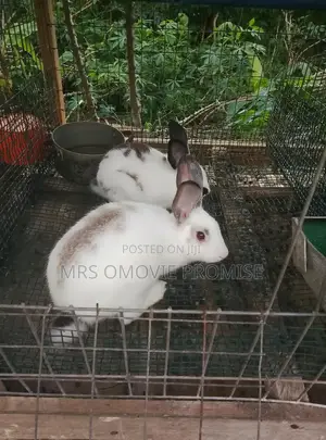 Quality Breeds of Rabbits