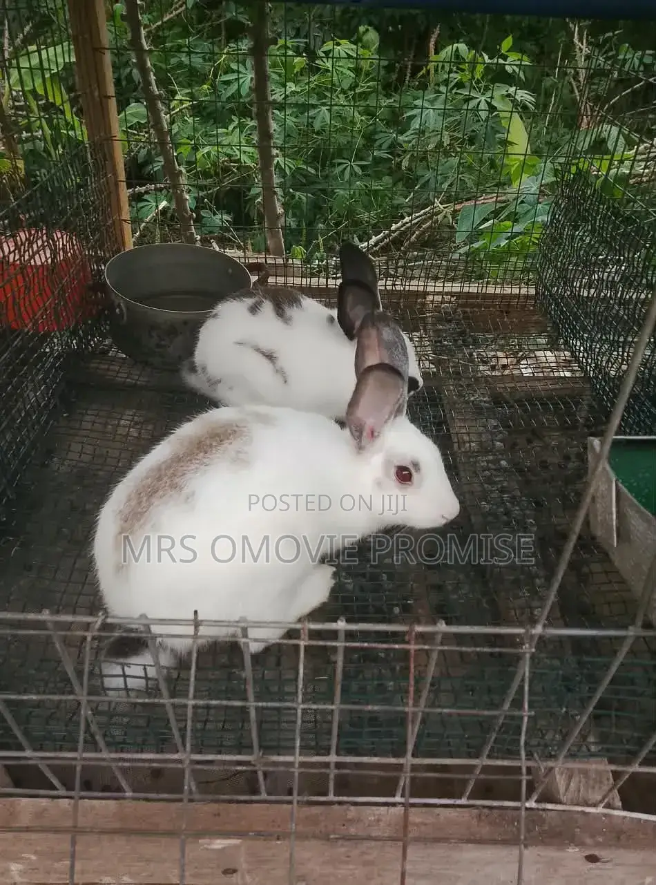 Quality Breeds of Rabbits
