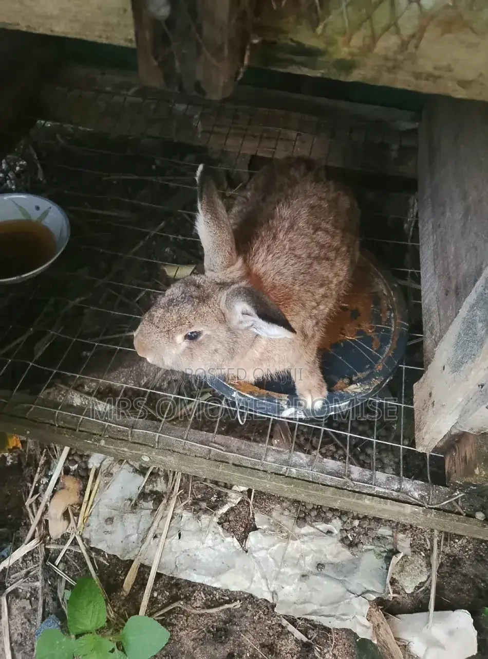 Quality Breeds of Rabbits