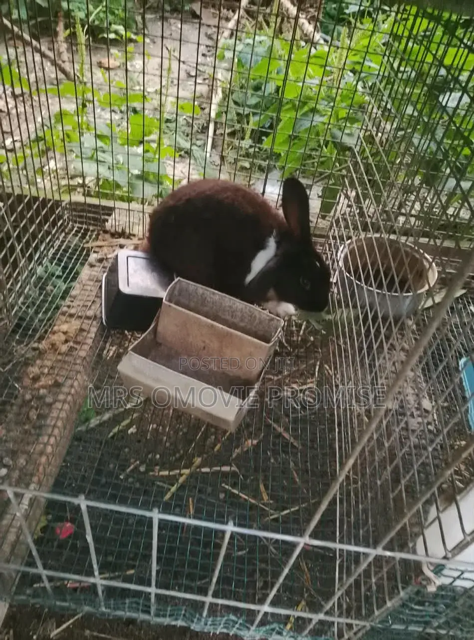 Quality Breeds of Rabbits