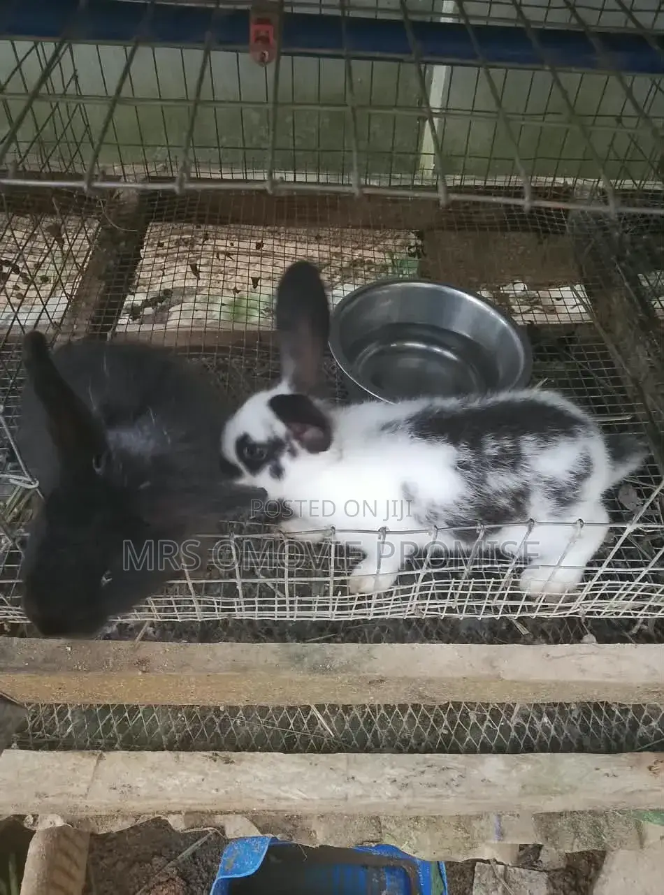 Quality Breeds of Rabbits