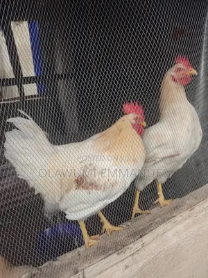 Organically Trained Matured Cockerel